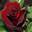 Роза чайно-гибридная ‘Schwarze Madonna’