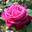 Роза чайно-гибридная ‘Senteur Royale’