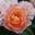 Роза чайно-гибридная ‘Exotica’