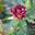 Роза чайно-гибридная ‘HocusPocus’