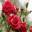 Роза чайно-гибридная ‘Lovely Red’