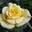 Роза чайно-гибридная ‘Papillon’