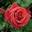 Роза чайно-гибридная ‘Terracotta’