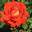 Роза чайно-гибридная ‘Verano’