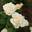 Роза чайно-гибридная ‘White Dragon’