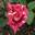 Роза чайно-гибридная ‘Пестрая Фантазия’