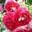 Роза флорибунда ‘SparklingRuffles’