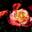 Роза флорибунда ‘Sunrise’