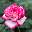 Роза чайно-гибридная ‘Desse’