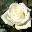 Роза чайно-гибридная ‘Macho’ 