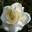 Роза грандифлора ‘Mount Shasta’