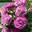 Роза грандифлора ‘Violette Parfumee’
