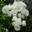 Роза полиантовая ‘Morsdag’ (белая)