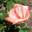 Роза грандифлора ‘Engagement’