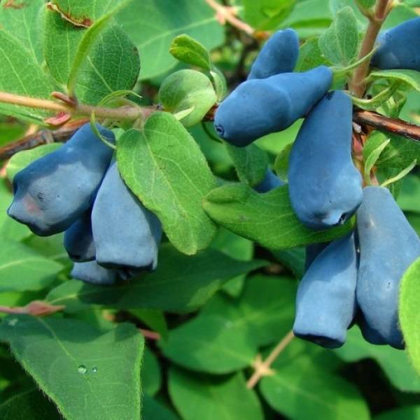 Жимолость синяя соцветие. Сальса жимолость синий. Вечнозеленое растение голубоватые съедобные ягоды. Жимолость голубая условия выращивания.