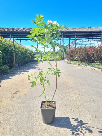 Роза Морщинистая Альба (Rosa rugosa 'Alba')  С2 50/60