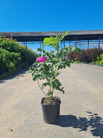 Роза Морщинистая (Rosa rugosa) С2 50/60