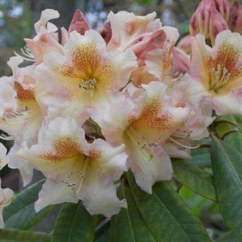 Рододендрон гибридный ‘Bernstein’ (Rhododendron hybriden ‘Bernstein’)