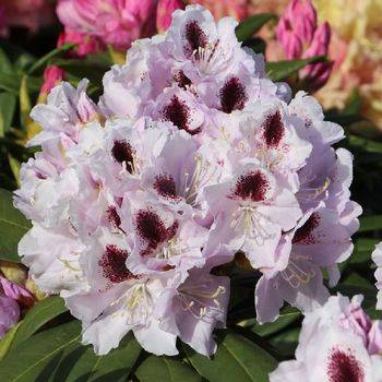 Рододендрон гибридный ‘Calsap’ (Rhododendron hybriden ‘Calsap’)