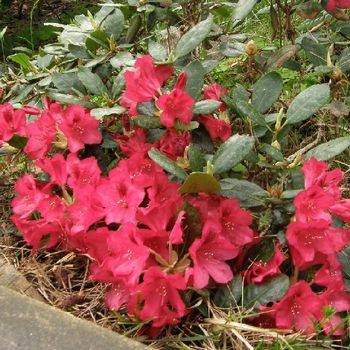 Рододендрон стелящийся ‘Corinna’ (Rhododendron repens ‘Corinna’)