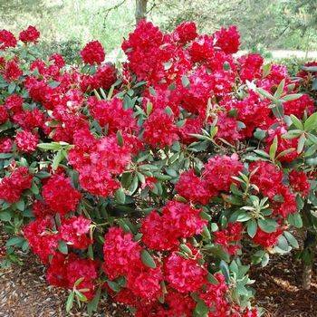 Рододендрон гибридный ‘Erato’ (Rhododendron hybriden ‘Erato’)