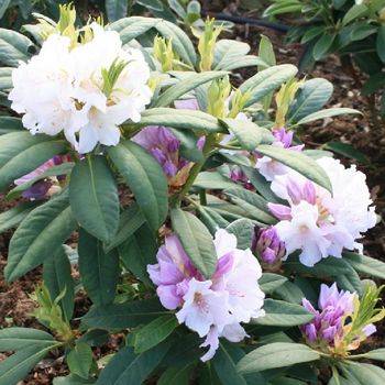 Рододендрон гибридный ‘Eskimo’ (Rhododendron hybriden ‘Eskimo’)