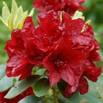 Рододендрон гибридный ‘Francesca’ (Rhododendron hybriden ‘Francesca’)