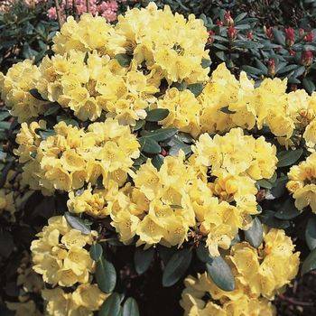 Рододендрон гибридный ‘Goldkrone’ (Rhododendron hybriden ‘Goldkrone’)