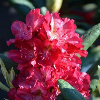 Рододендрон гибридный ‘Kazimierz Wielki / Royal Scarlet’ (Rhododendron hybriden ‘Kazimierz Wielki / Royal Scarlet’)