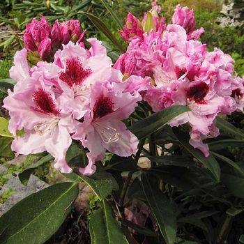 Рододендрон гибридный ‘Królowa Jadwiga / Royal Butterfly’ (Rhododendron hybriden ‘Królowa Jadwiga / Royal Butterfly’)
