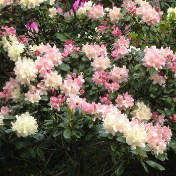 Рододендрон гибридный ‘Lachsgold’ (Rhododendron hybriden ‘Lachsgold’)