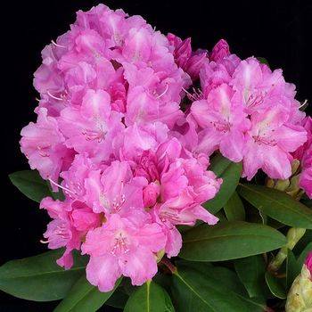 Рододендрон якушиманский ‘Lumina’ (Rhododendron yakushimanum ‘Lumina’)