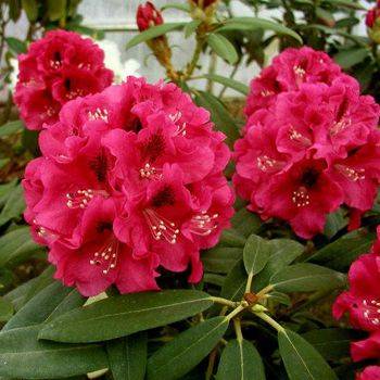 Рододендрон гибридный ‘Mieszko I’ (Rhododendron hybriden ‘Mieszko I’)