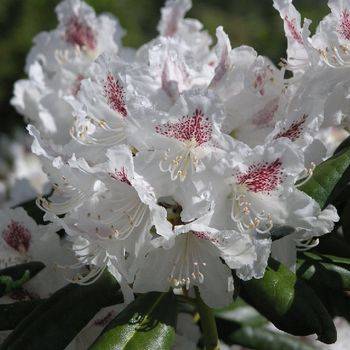 Рододендрон гибридный ‘P.M.A. Tigerstedt’ (Rhododendron hybriden ‘P.M.A. Tigerstedt’)