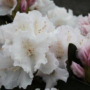 Рододендрон якушиманский ‘Schneekrone’ (Rhododendron yakushimanum ‘Schneekrone’)