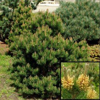 Сосна горная Laurin (Pinus mugo Laurin)