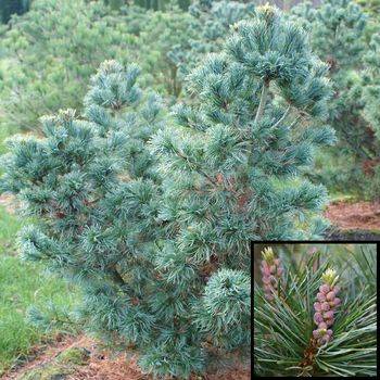 Сосна мелкоцветковая Negishii (Pinus parviflora Negishii)