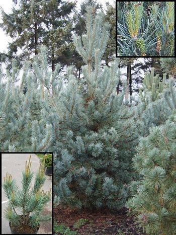Сосна обыкновенная Glauca (Pinus sylvestris Glauca)