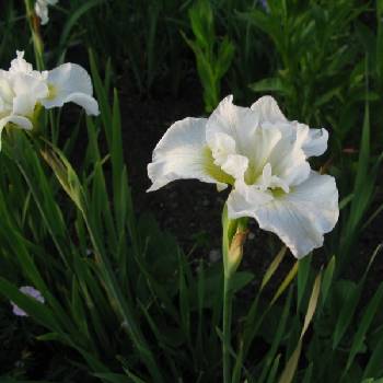 Ирис Iris sibirica ‘Bellissima’ 