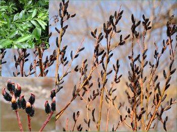 Ива тонкостолбиковая ‘Melanostachys’ Salix gracilistyla ‘Melanostachys’