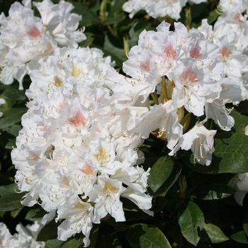 Рододендрон ‘Cunningham’s White’ (Rhododendron ‘Cunningham’s White’)
