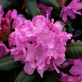 Рододендрон ‘Roseum Elegans’ (Rhododendron ‘Roseum Elegans’)