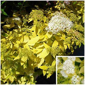 Спирея японская ‘White Gold’ Spiraea japonica ‘White Gold’