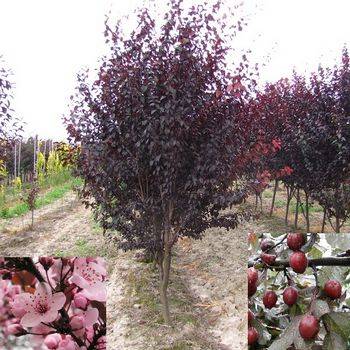 Слива растопыренная ‘Pissardii’ (Prunus cerasifera ‘Pissardii’)