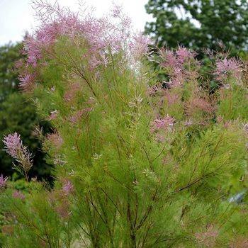 Тамарикс ‘Pink Cascade’ (Tamarix parviflora ‘Pink Cascade’)