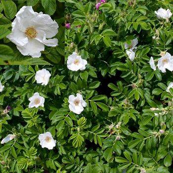Роза ругоза (шиповник морщинистый) (Rosa rugosa ‘Alba’)