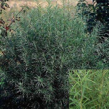 Ива розмаринолистная Salix rosmarinifolia