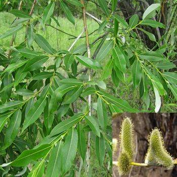 Ива росистая Salix rorida