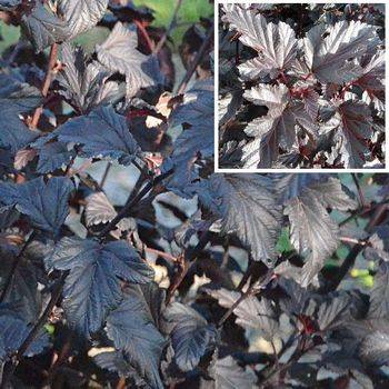 Пузыреплодник калинолистный ALL BLACK ‘Minall2’ Physocarpus opulifolius ALL BLACK ‘Minall2’