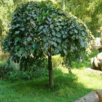 узкие листья у каких деревьев. %D0%92%D1%8F%D0%B7 camperdownii. узкие листья у каких деревьев фото. узкие листья у каких деревьев-%D0%92%D1%8F%D0%B7 camperdownii. картинка узкие листья у каких деревьев. картинка %D0%92%D1%8F%D0%B7 camperdownii